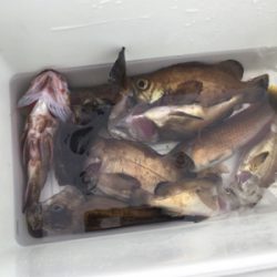 アジは無くとも20cm超え