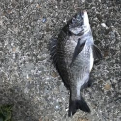 黒鯛釣りは楽しい！