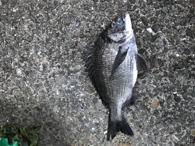 黒鯛釣りは楽しい！