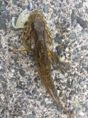 同じやつばっかり