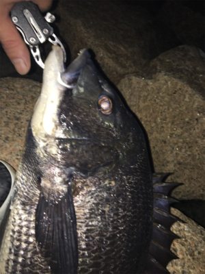 チヌ祭り‼️ 年無しゲット❗️