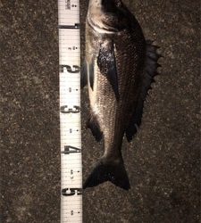 まだまだバチ抜け