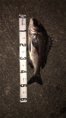 まだまだバチ抜け