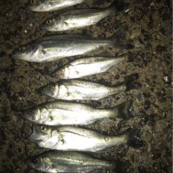 イワシの群れ？