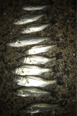 イワシの群れ？