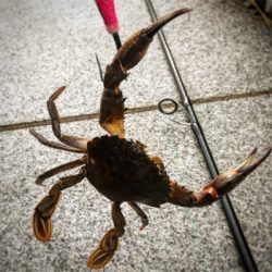 根魚モード（笑）