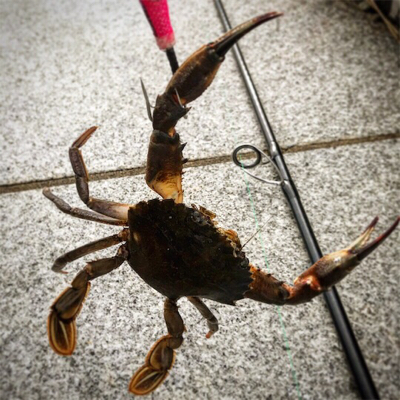 根魚モード（笑）