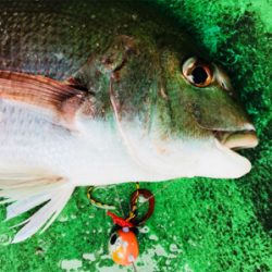 利弥丸 鯛ラバ釣果