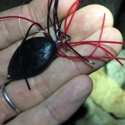 淀川ブリームゲーム ボラの大群が一斉にジャンプ？