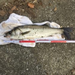 ライザーベイト最高！