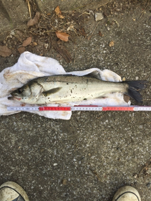 ライザーベイト最高！