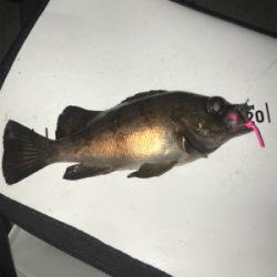 ライトゲーム去年とは違う?