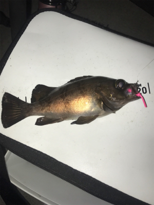 ライトゲーム去年とは違う?