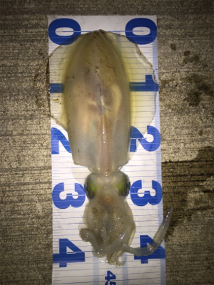 ホームエギング