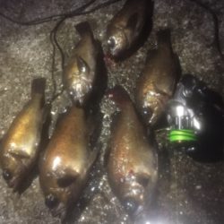 メバルワールドカップ