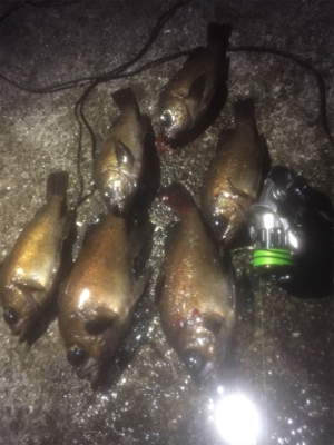 メバルワールドカップ