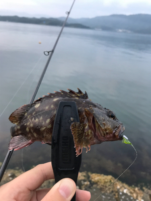 NO.11 朝のアジング