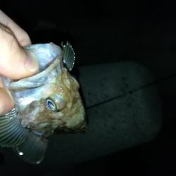 ロックフィッシュ釣行