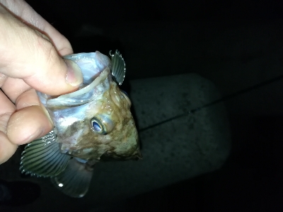 ロックフィッシュ釣行