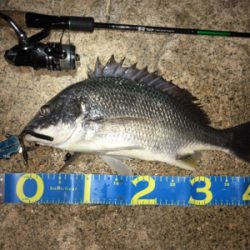 淀川ブリームゲーム 川の流れを制する