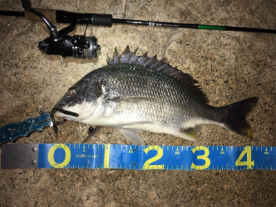 淀川ブリームゲーム 川の流れを制する