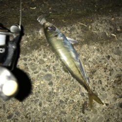 初ギガ‼︎……?(釣行 其の弐拾七)