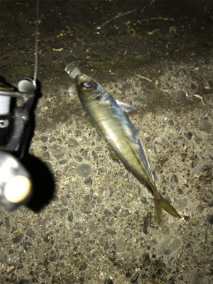 初ギガ‼︎……?(釣行 其の弐拾七)