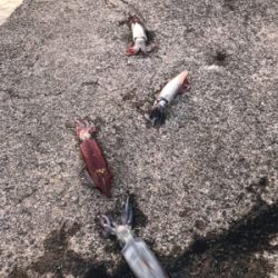 狙い勝ちの大爆釣