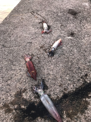 狙い勝ちの大爆釣