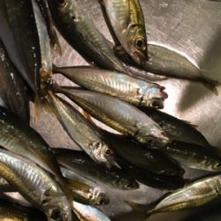 ナイトアジング