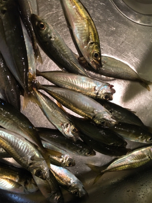 ナイトアジング