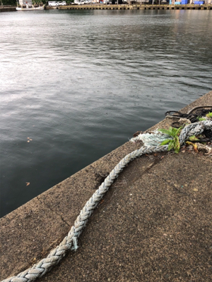 カマス釣れました