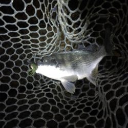 淀川ブリームゲーム 食い渋る際の対処法