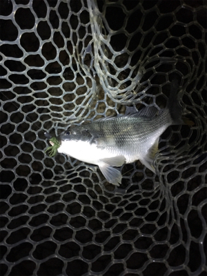 淀川ブリームゲーム 食い渋る際の対処法