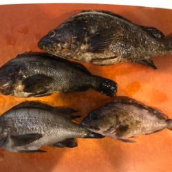 ロックフィッシュの癒し