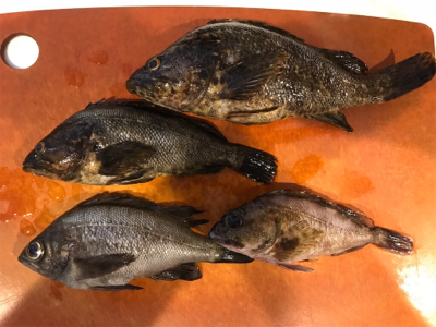 ロックフィッシュの癒し