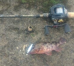 梅雨の隙みてメバル＆ガシラポンポン