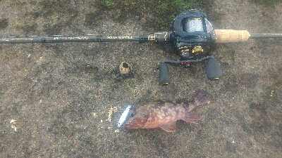 梅雨の隙みてメバル＆ガシラポンポン