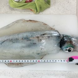 青物不発からのアオリ