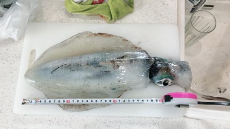 青物不発からのアオリ