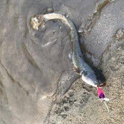 もはや日課のなまず