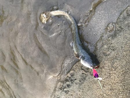 もはや日課のなまず