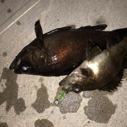 まだまだまだまだメバリング