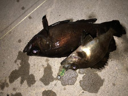 まだまだまだまだメバリング