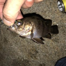 メバリング連投