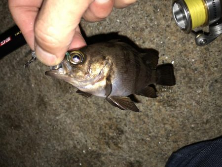 メバリング連投