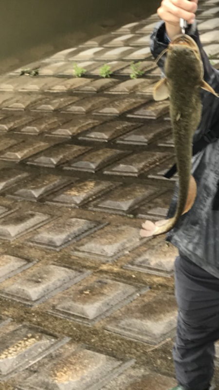 梅雨入りは活性up