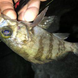 メバリングフィーバーナイト