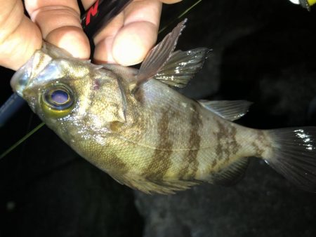 メバリングフィーバーナイト