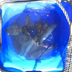 根魚絶好調です！